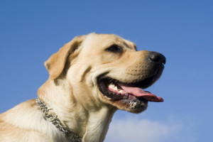 Labrador hat einen Schadensfall verursacht - Was tun?