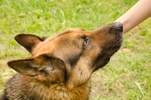 Gefahr durch einen Hund